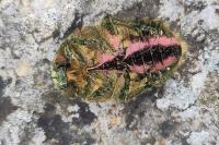 Cetonia aurata
