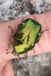 Cetonia aurata
