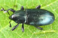 Aulacobaris coerulescens