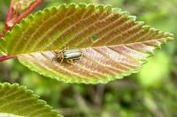 Xanthogaleruca luteola