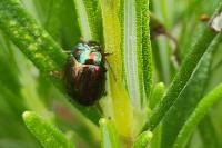 Chrysolina americana