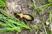 Carabus auratus