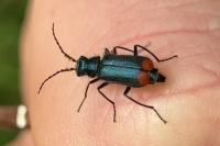 Malachius bipustulatus