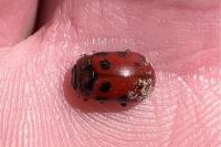 Gonioctena decemnotata