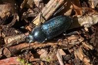 Platycerus caraboides