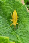 Lixus iridis