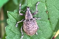 Liophloeus tessulatus