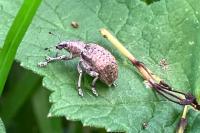 Liophloeus tessulatus