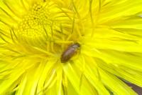 Byturus ochraceus