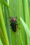 Cantharis rustica
