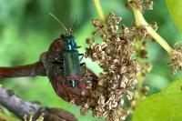 Malachius bipustulatus