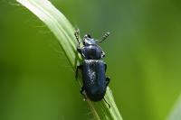 Platycerus caraboides