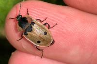 Dendroxena quadrimaculata