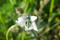 Oedemera nobilis