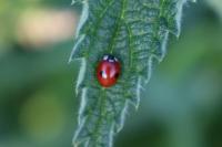 Adalia bipunctata