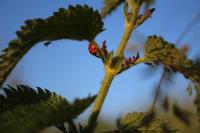 Harmonia axyridis
