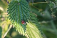 Harmonia axyridis