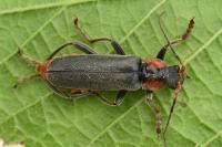 Cantharis fusca