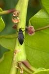 Anaspis