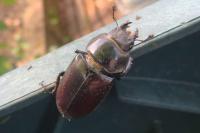 Lucanus cervus