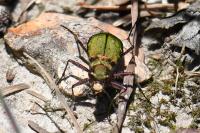 Cicindela campestris