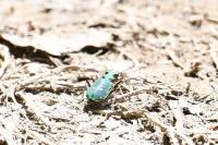 Cicindela campestris