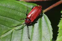 Pyrrhidium sanguineum