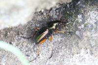 Carabus auratus