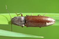 Athous haemorrhoidalis