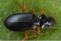 Leistus rufomarginatus