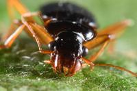 Leistus rufomarginatus