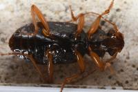 Leistus rufomarginatus