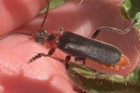 Cantharis rustica