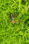 Cantharis rustica