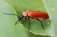 Pyrochroa coccinea