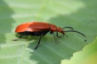 Pyrochroa serraticornis