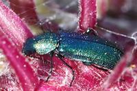 Psilothrix viridicoerulea