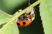 Harmonia axyridis