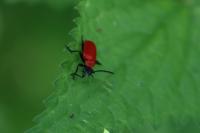 Pyrochroa coccinea