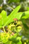 Curculio