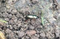 Harpalus