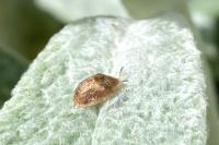 Hypocassida subferruginea