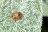 Hypocassida subferruginea