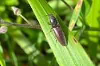 Athous haemorrhoidalis