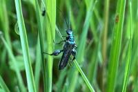 Oedemera nobilis