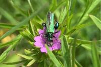 Oedemera nobilis