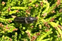 Cidnopus pilosus