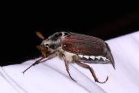 Melolontha melolontha