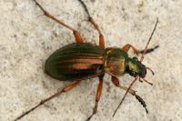 Carabus auratus