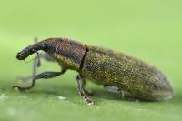 Lixus filiformis